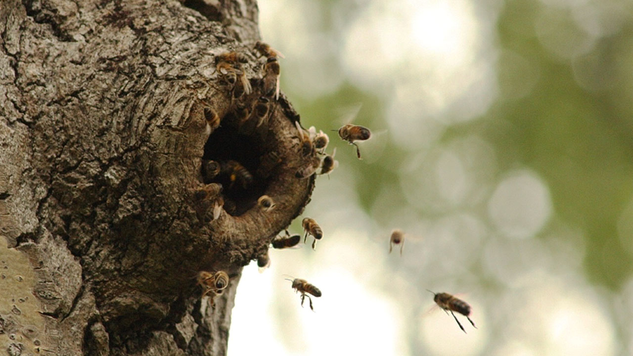 Bee Swarms And What You Should Know Stories May 15 2021 South Carolina Etv